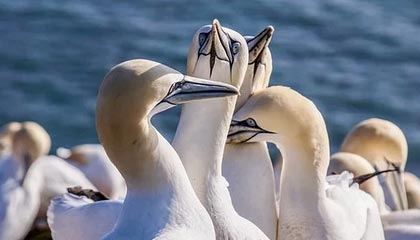 世界杯冷门揭秘：勇士利用临场决策获胜，莫德里奇表现亮眼，数据可在kaiyun中国官网查看