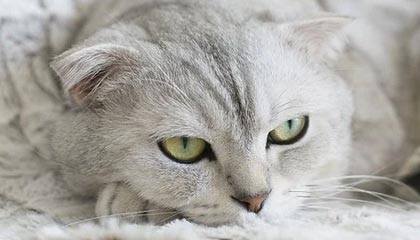 田径赛事赛场爆料:主教练涉嫌赛后指控,切尔西球员紧急应对